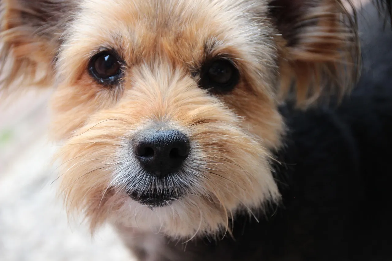 #1 - They Save Their Softest Eyes Just for You (Image Credits: Pixabay)