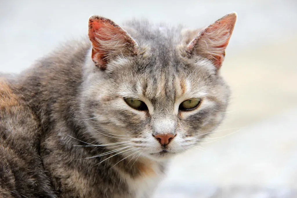 #11 Practical Implications for Pet Selection Today (Karen Roe, Flickr, CC BY 2.0)