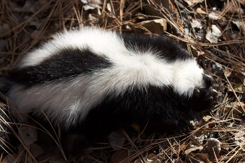 A Final Thought on One of Nature's Most Misjudged Animals (cogdogblog, Flickr, CC BY 2.0)