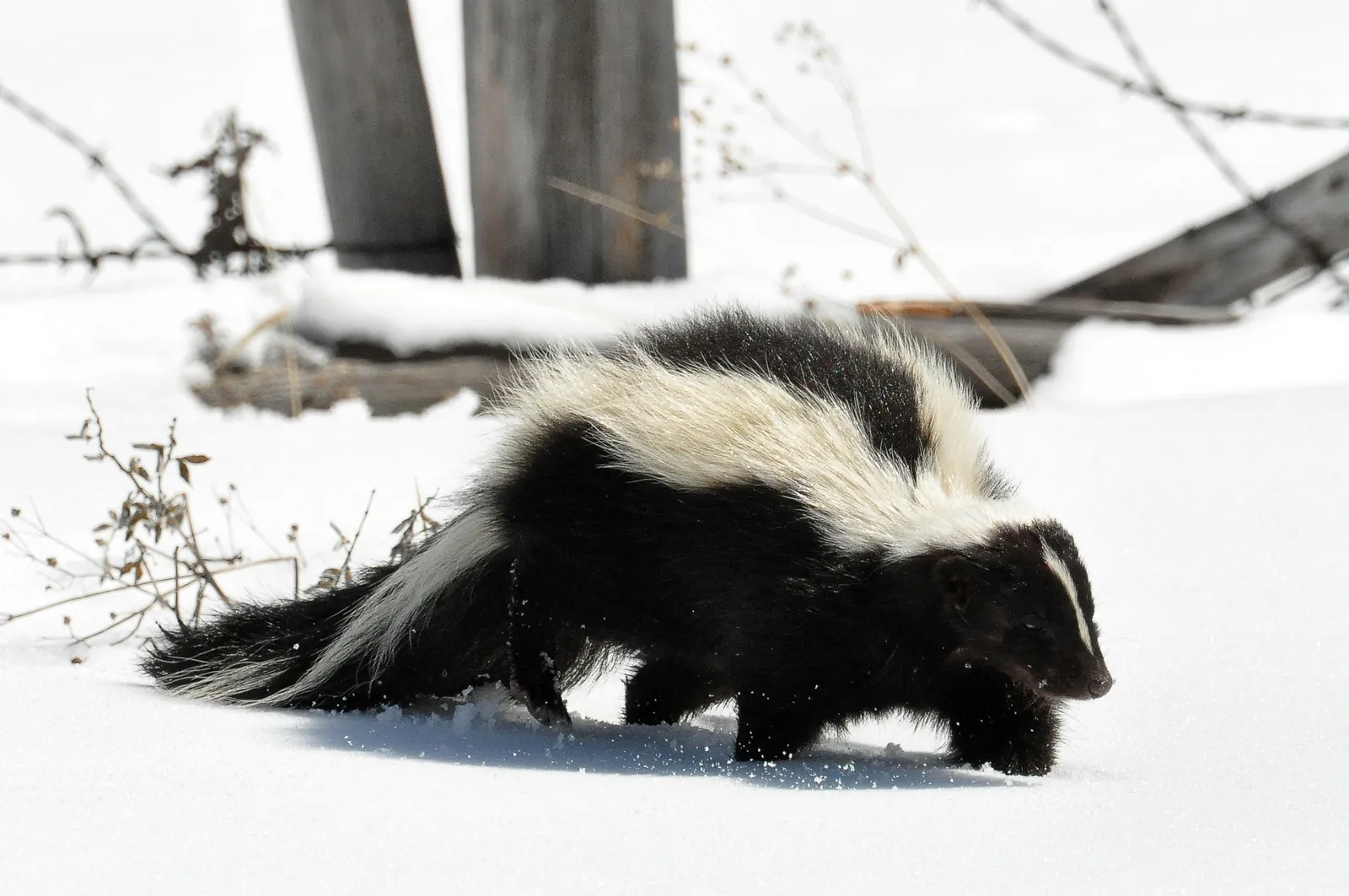 8. Skunks: More Than Just a Smelly Threat (originally posted to Flickr as Striped Skunk (Mephitis mephitis) DSC_0030, CC BY 2.0)