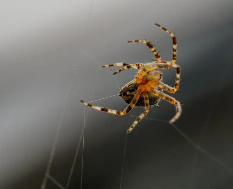 5. Spiders: Eight-Legged Pest Controllers (Image Credits: Pexels)