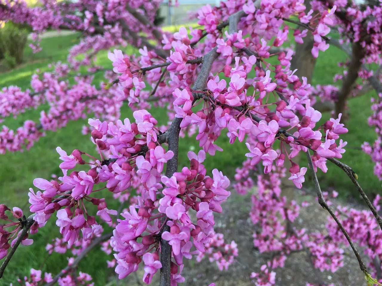 1. Eastern Redbud (Cercis canadensis) &ndash; Early Spring Lifeline (Image Credits: Pixabay)