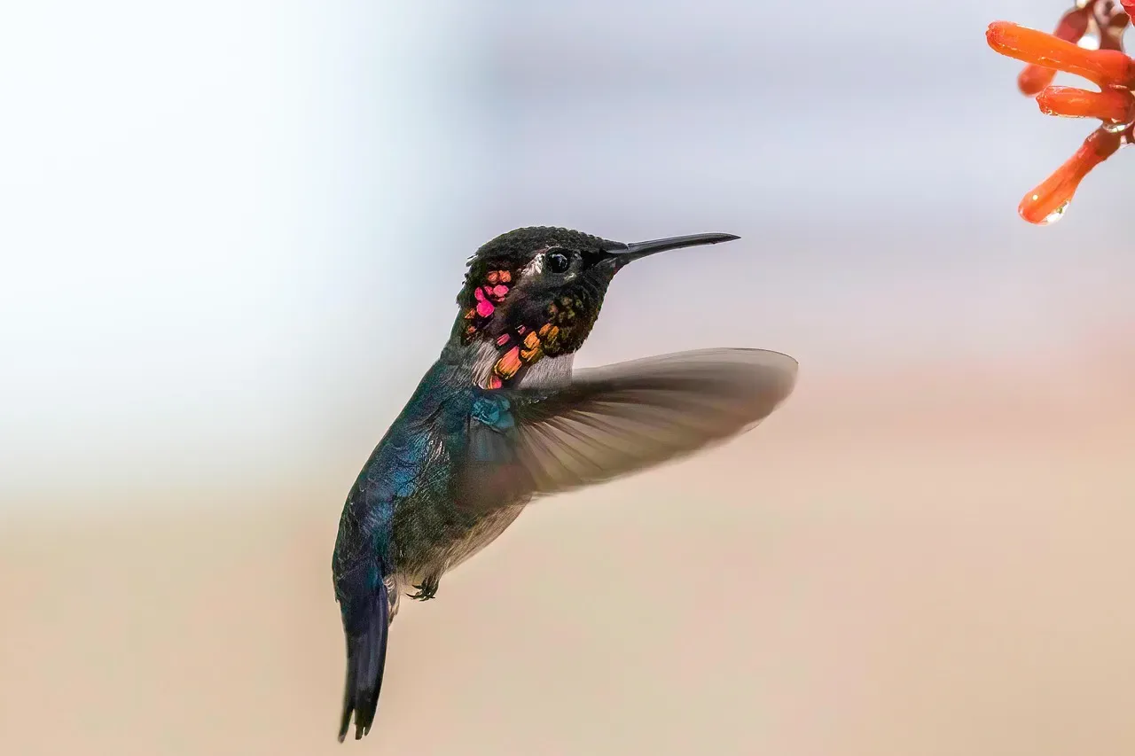 The Bee Hummingbird Is the World's Smallest Bird (Image Credits: Pixabay)