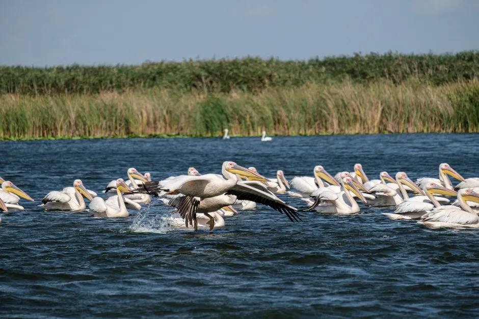Danube Delta, Romania and Ukraine (Image Credits: Pexels)