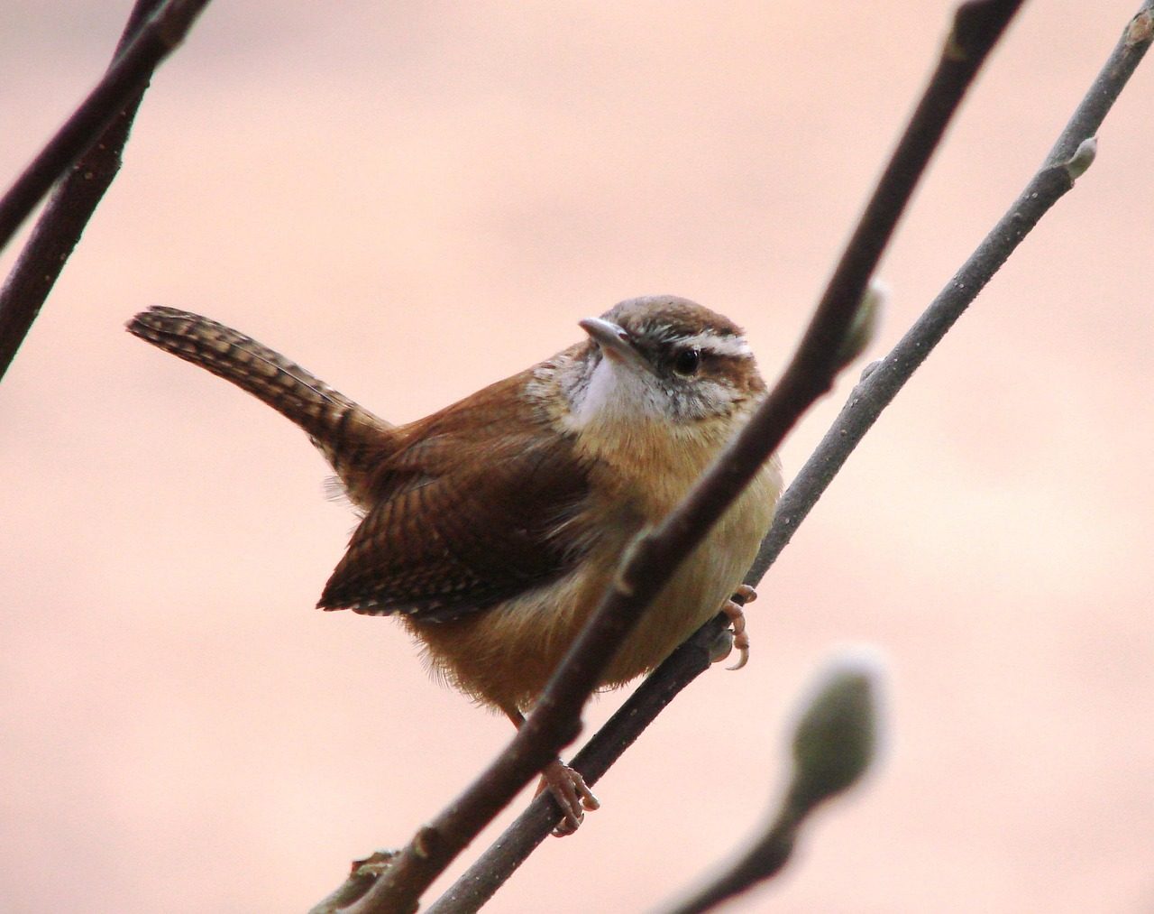 House Wrens: The Cavity-nesting Chatterboxes (Image Credits: Pixabay)