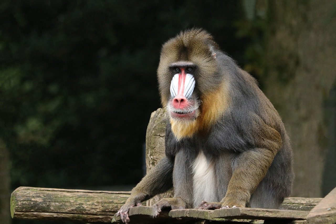Capricorn: The Ambitious Mandrill (Image Credits: Pixabay)
