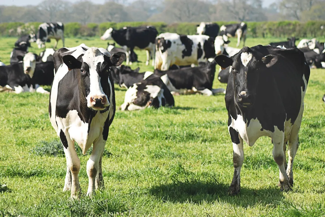 #4 - Cows That Mourn Their Friends (Image Credits: Unsplash)