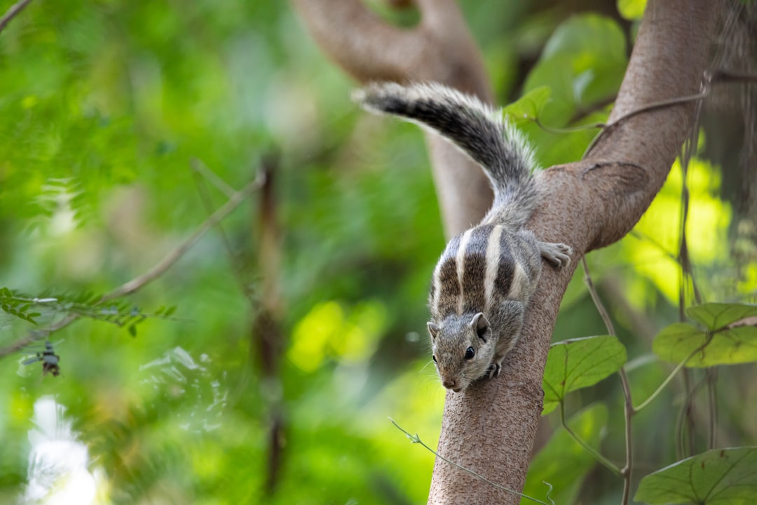 Use Deception as Protection (Image Credits: Unsplash)