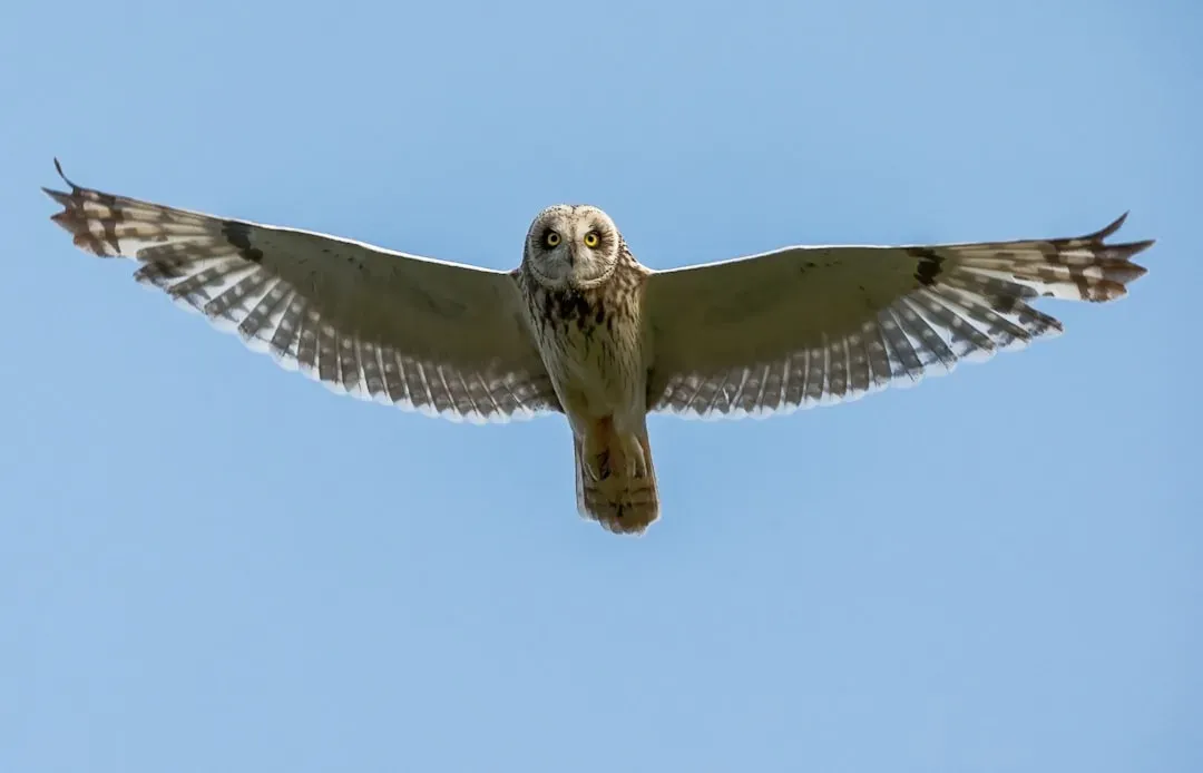 Conclusion: Witnessing Nature's Aerial Predators (Image Credits: Unsplash)