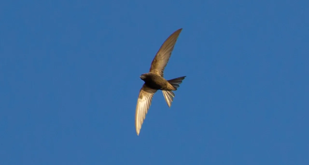 #4 - Chimney Swift: The Aerial Bug-Zapper Losing Its Chimneys (Image Credits: Pixabay)