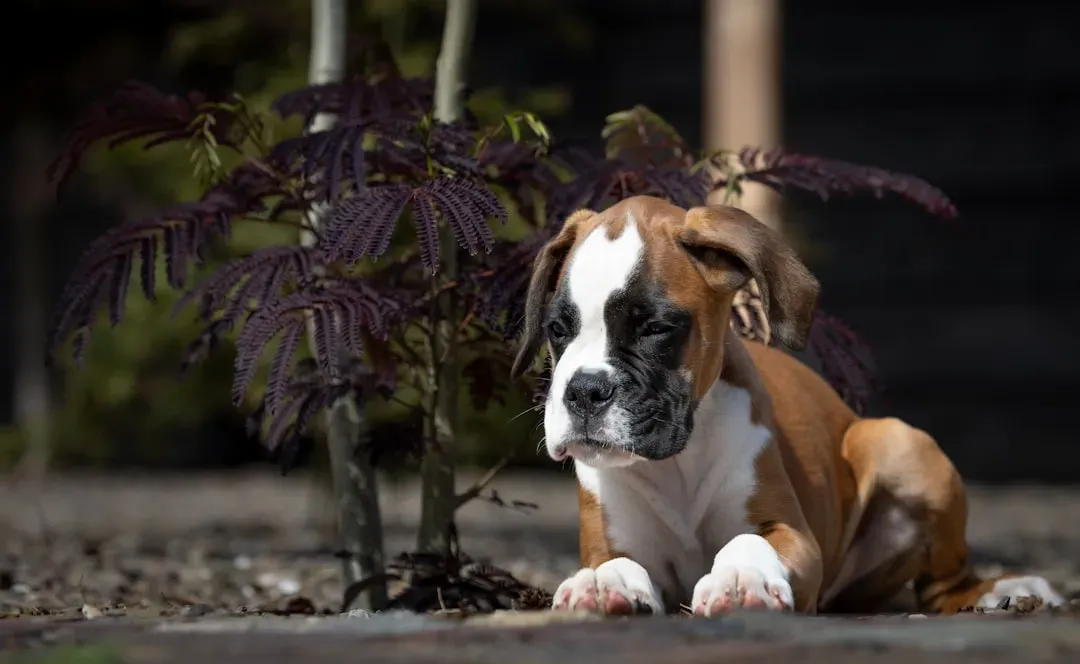 #7. Boxer (Image Credits: Unsplash)
