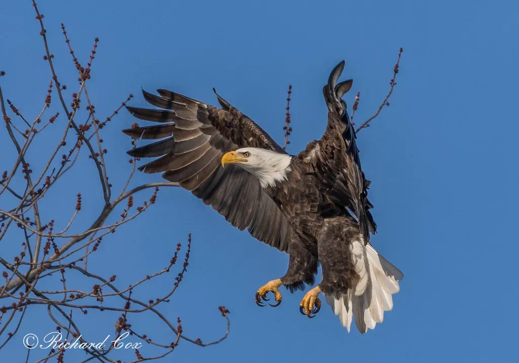 Aries and the Hawk's Fearless Vision (Image Credits: Flickr)