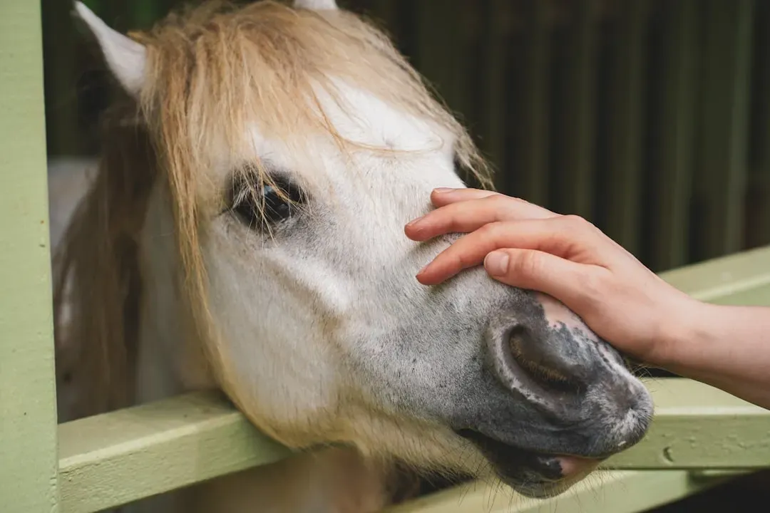 They Possess An Abundance Of Mirror Neurons For Empathy (Image Credits: Unsplash)