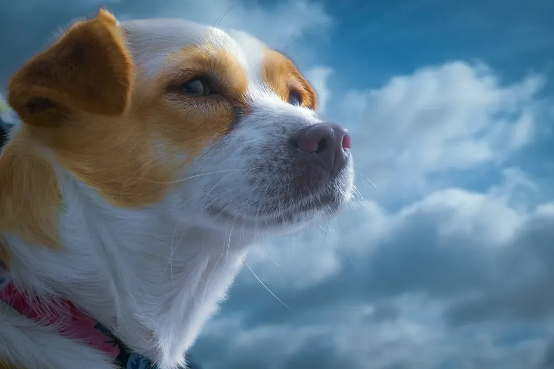 The Super Nose That Smells the Storm Before It Arrives (Image Credits: Unsplash)