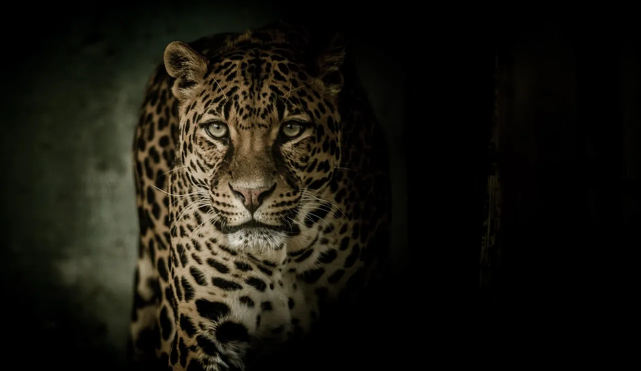 Leo (July 23 – August 22): The Leopard (Image Credits: Pixabay)