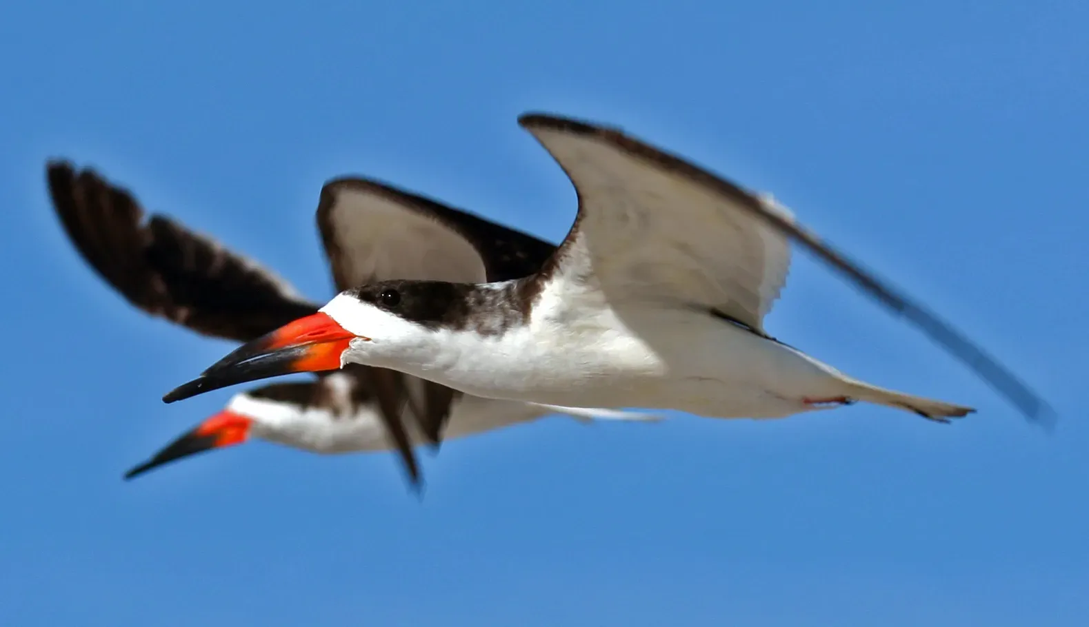 Black Skimmer: Aerial Knife (Image Credits: Wikimedia)