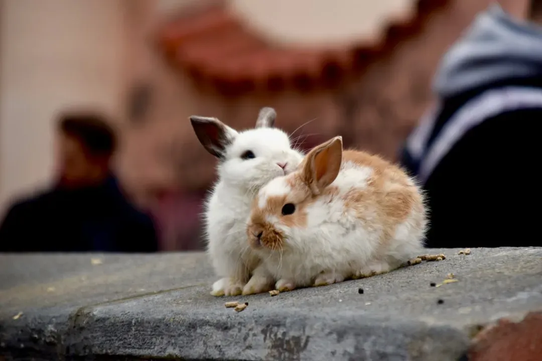#9 - Rabbits (Image Credits: Unsplash)