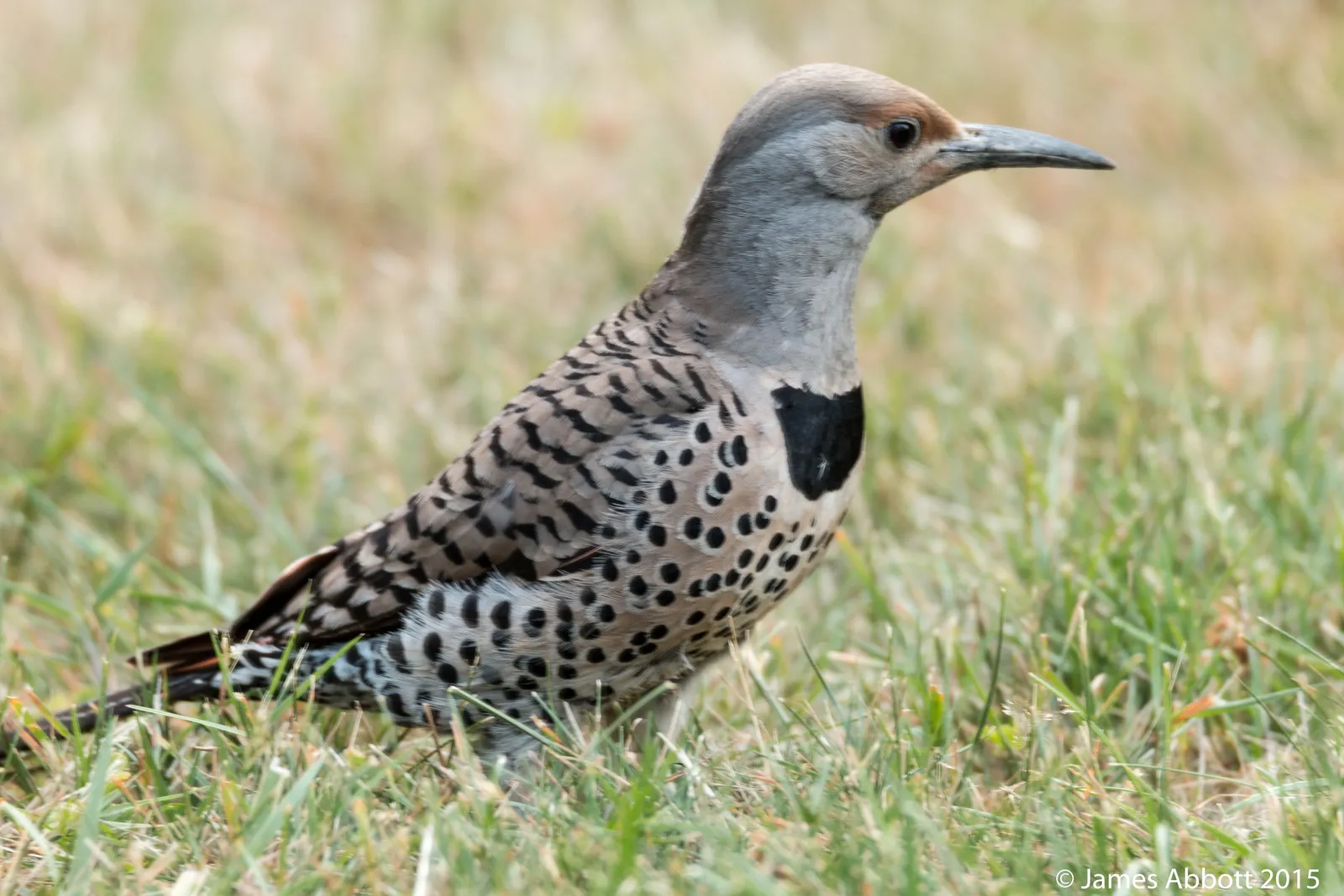 The Bottom Line (Backyard Birds 2015-07-09 028-LR, CC BY 2.0)