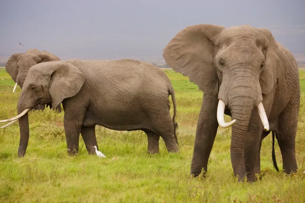 Elephants Sense Earthquakes and Tsunamis Through Their Feet (Image Credits: Rawpixel)