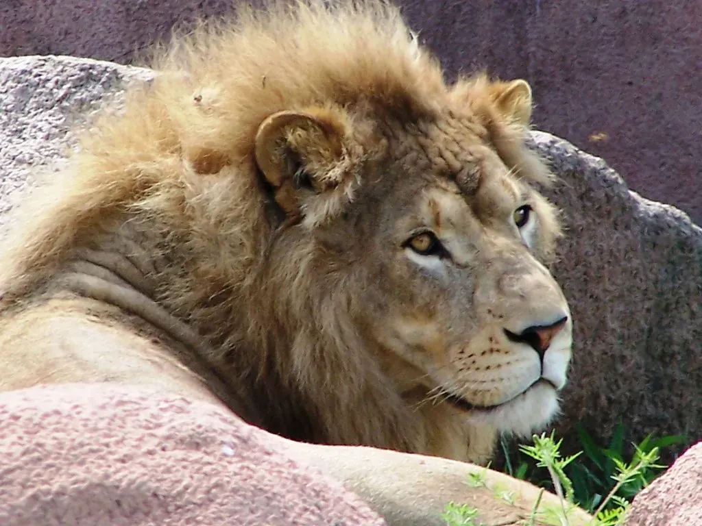 Leo: The Lion's Regal Courage (Image Credits: Flickr)