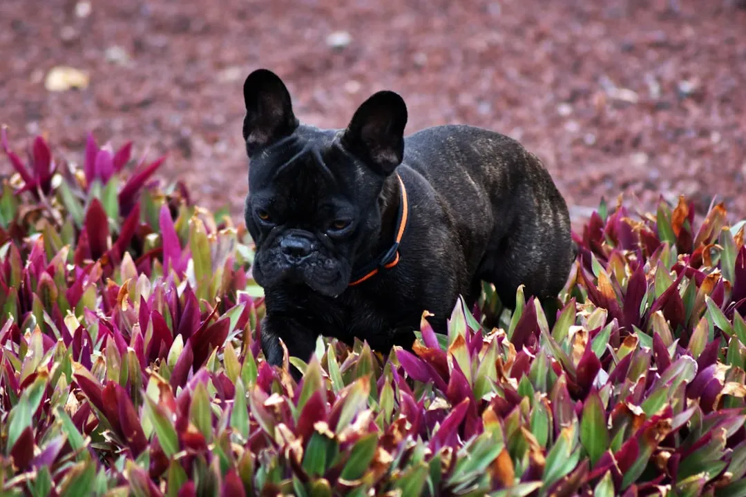 French Bulldog (Image Credits: Unsplash)