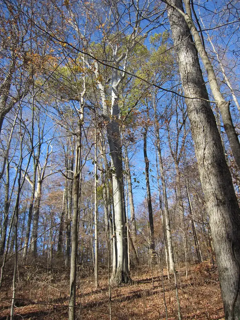 American Beech (cm195902, Flickr, CC BY 2.0)