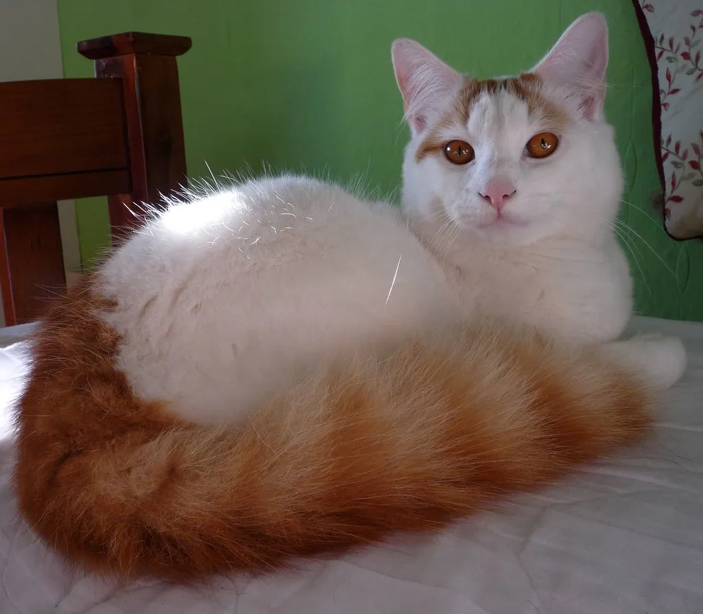 #21 - Turkish Van: The "Swimming Cat" That Hates Your Arms (Effervescing Elephant, Flickr, CC BY-SA 2.0)