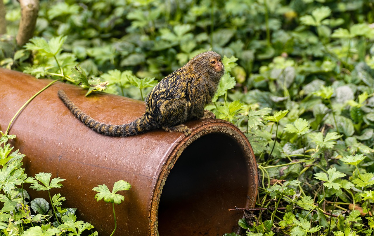 #2 Marmosets - Tiny Monkeys with Enormous Care Requirements (Image Credits: Pixabay)