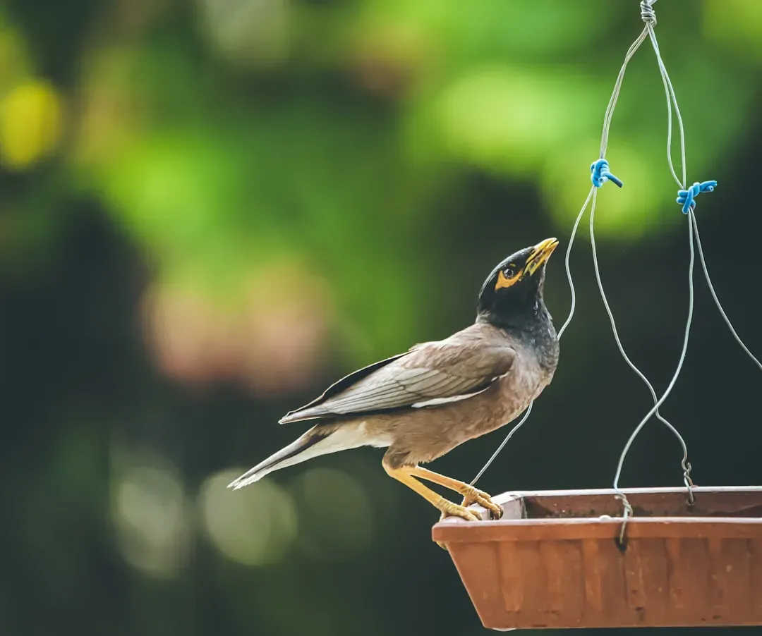 Never Cleaning the Feeder (Image Credits: Unsplash)