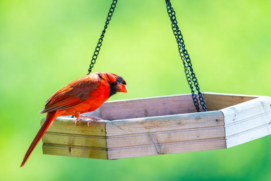 Why Your Feeder Setup Matters More Than You Think (Image Credits: Pexels)