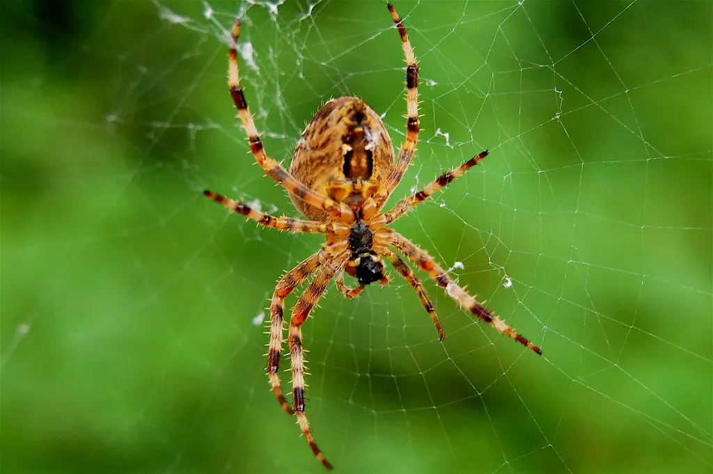 Spider States: Where Eight Legs Equal Pure Terror (Image Credits: Flickr)