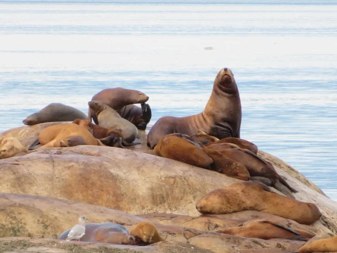 Steller Sea Lions: The Roaring Giants (Image Credits: Unsplash)
