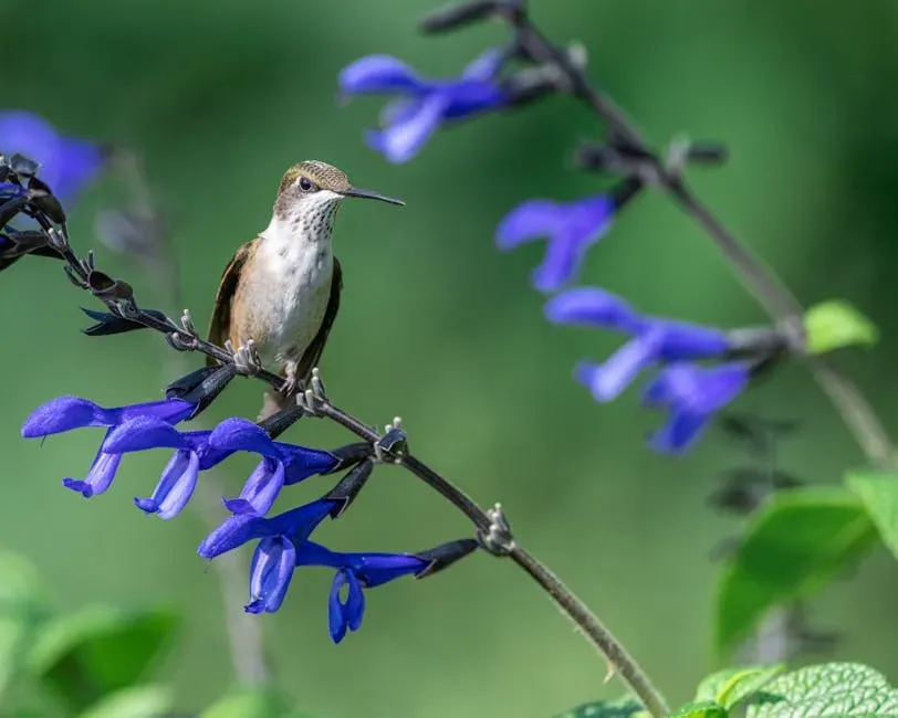 Why Native Flowers Beat Feeders Every Single Time (Image Credits: Pexels)