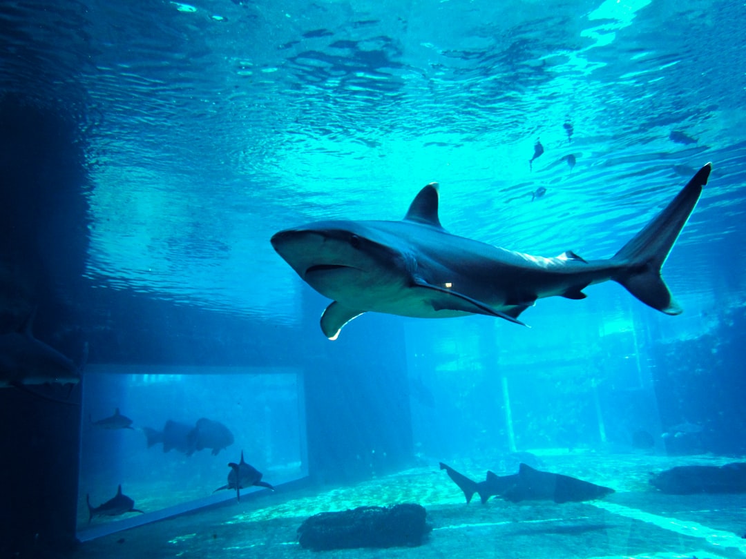 Shark Sleep Patterns Defy Biological Necessity (Image Credits: Unsplash)