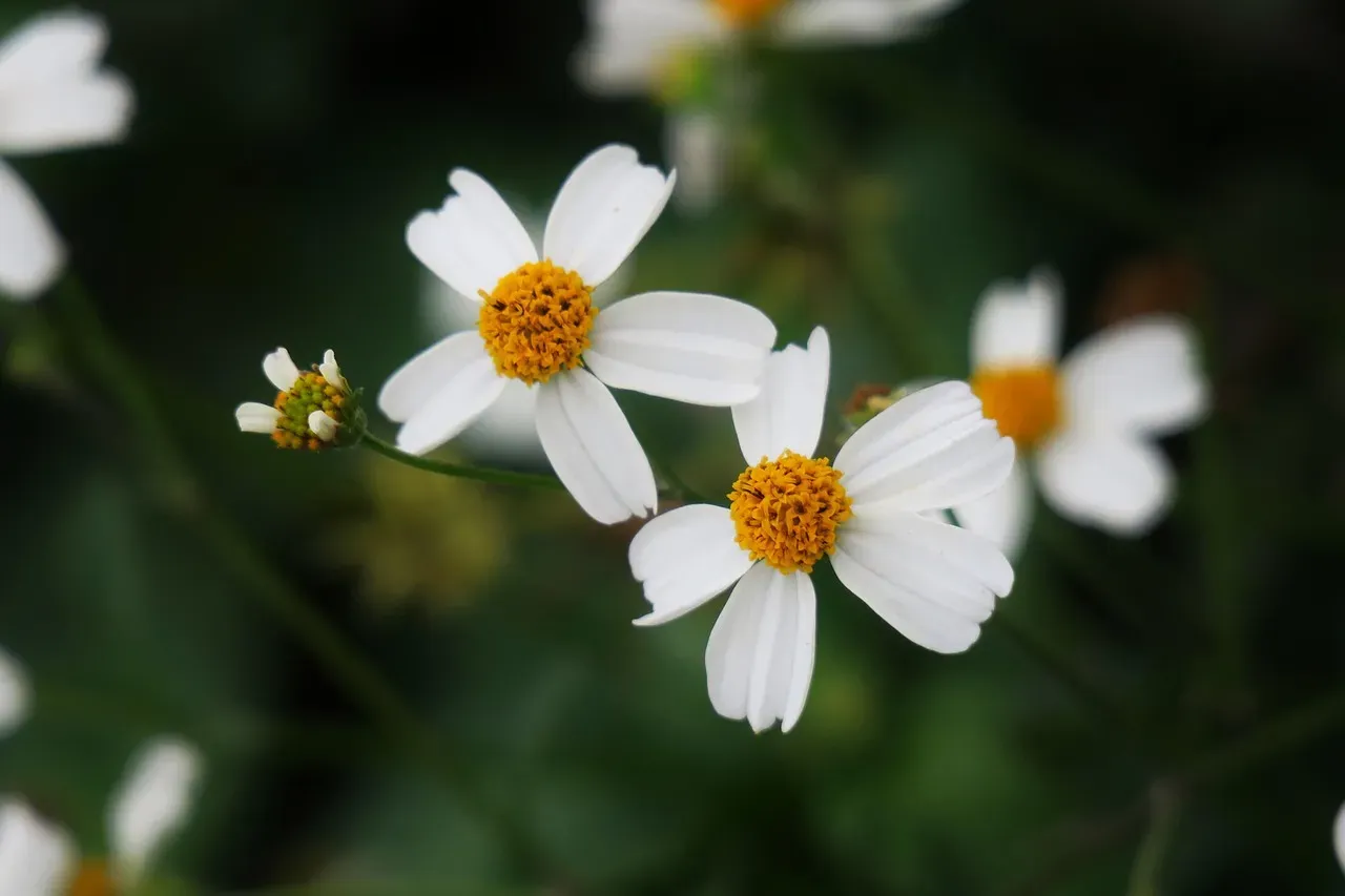 #4. The Ghost Flower (Mohavea confertiflora) (Image Credits: Pixabay)
