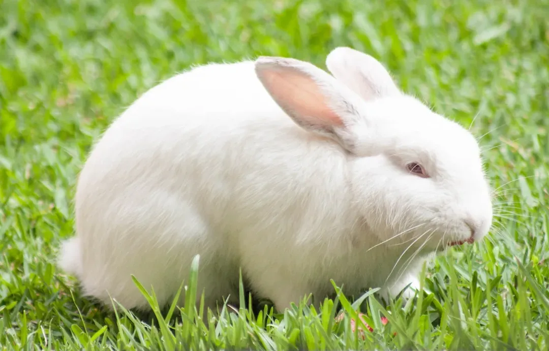 Libra: The Graceful Rabbit of Balanced Fortune (Image Credits: Unsplash)