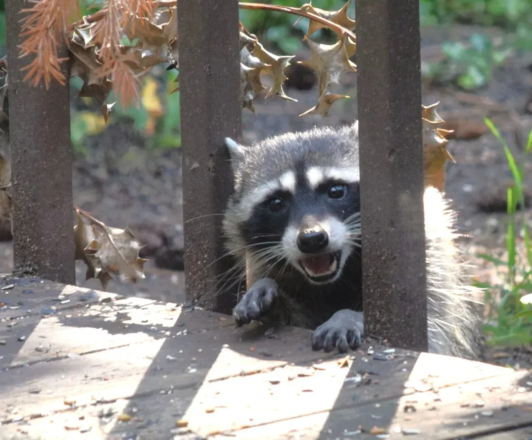 Build Smart, Raccoon-Proof Fencing Around Vulnerable Areas (Image Credits: Unsplash)