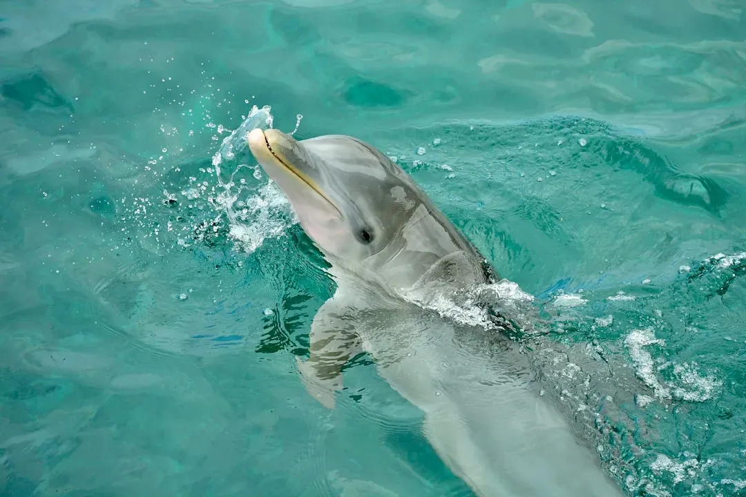 Libra: The Dolphin (Image Credits: Unsplash)