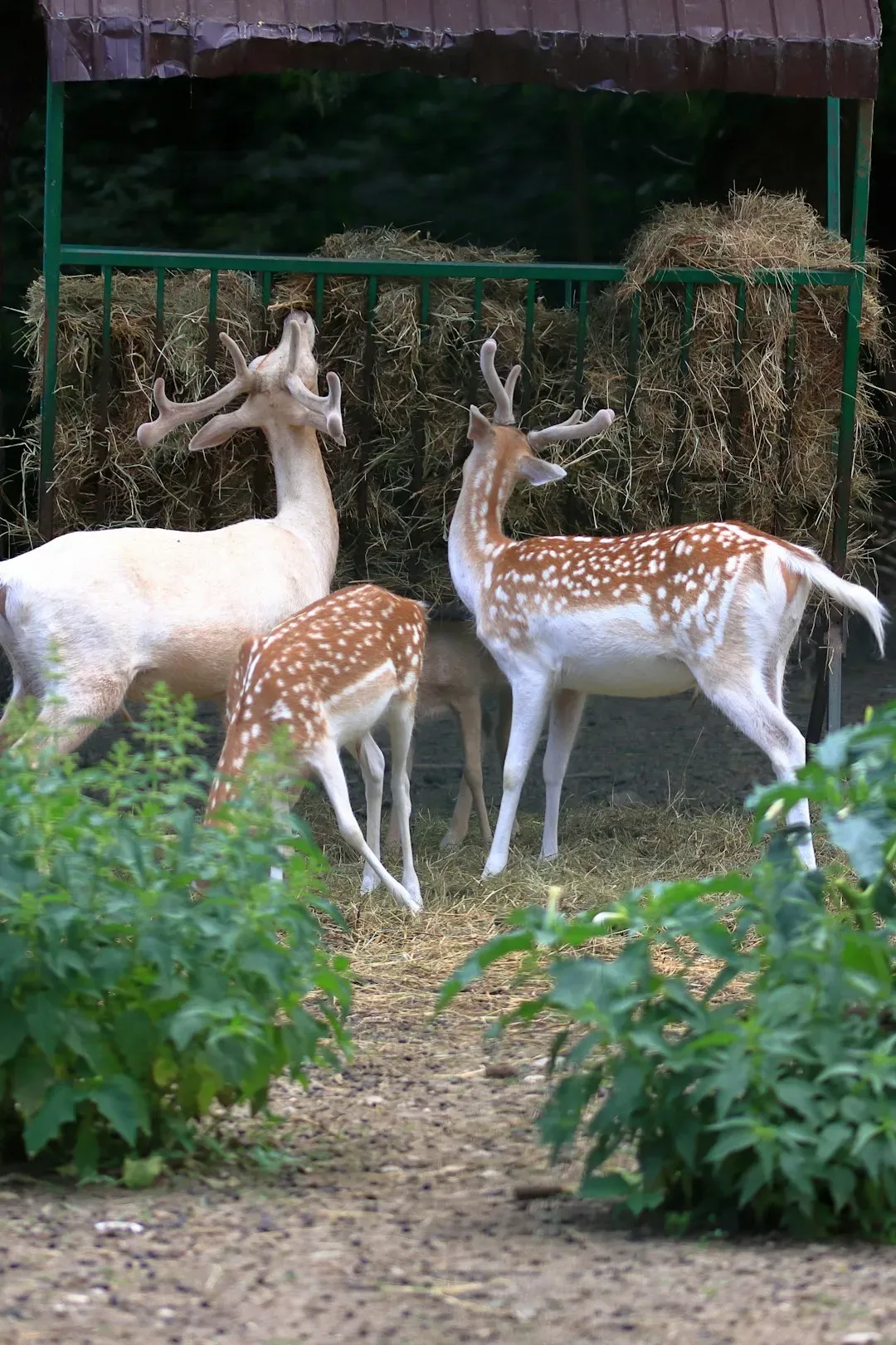 White-Tailed Deer: Elegant Garden Raiders (Image Credits: Unsplash)