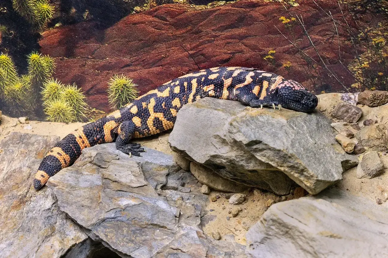 Gila Monster: America's Only Venomous Lizard (Image Credits: Pixabay)