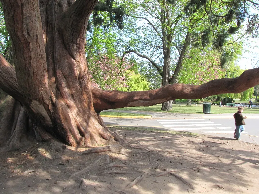 It Dropped a Massive Branch, and Nobody Saw It Happen (Image Credits: Flickr)