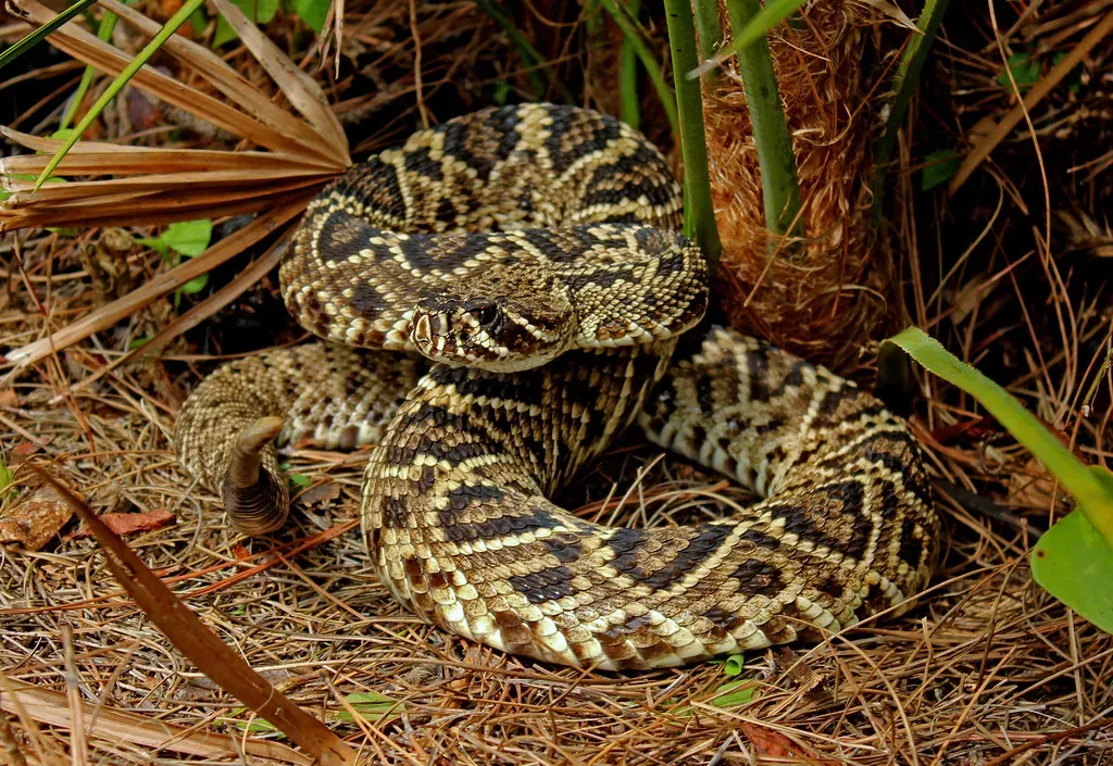 6. Pit Viper (Image Credits: Flickr)