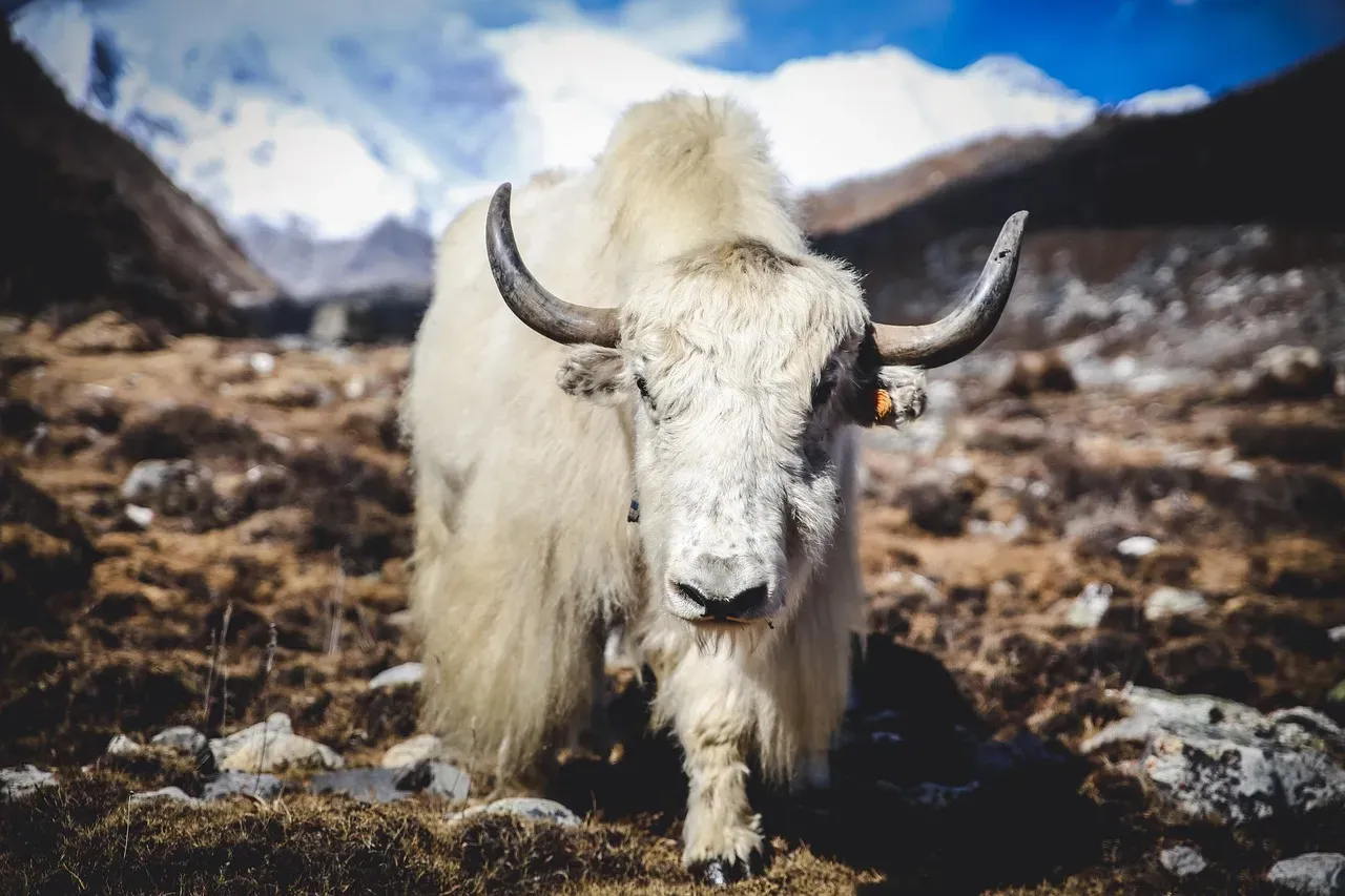 The Ultimate Survivor of Extreme Altitudes (Image Credits: Pixabay)