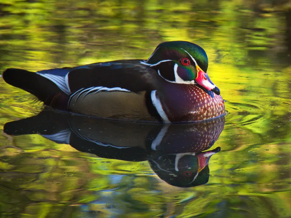 Human Disturbance and Habitat Encroachment (Image Credits: Stocksnap)