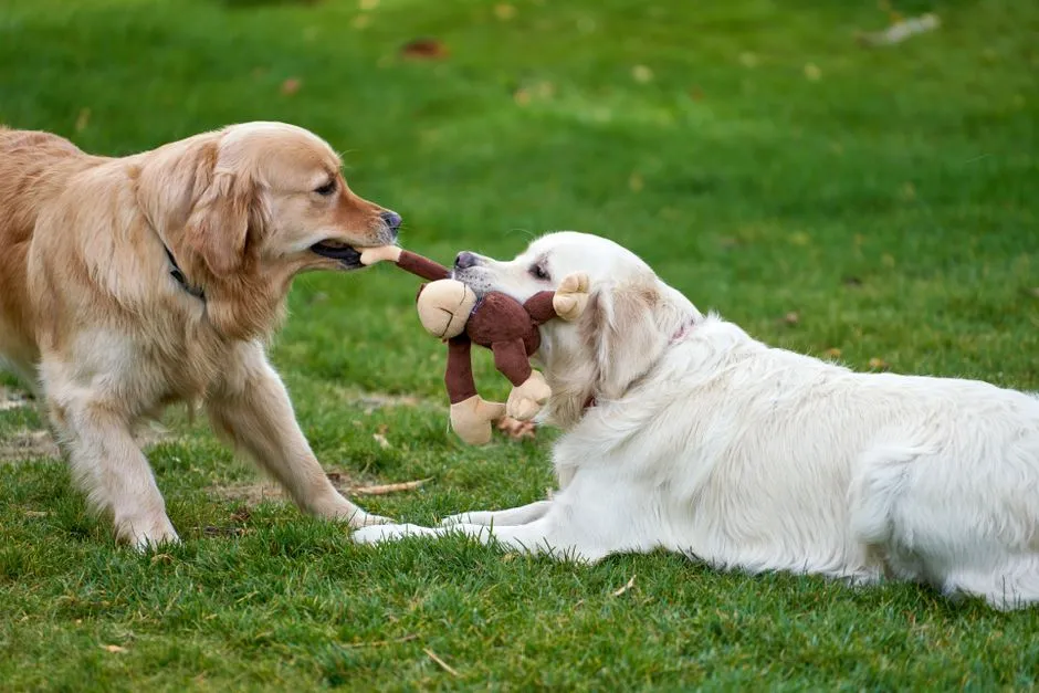 #12 - They Save Their Favorite Old Toy for Only One Person (Image Credits: Pexels)