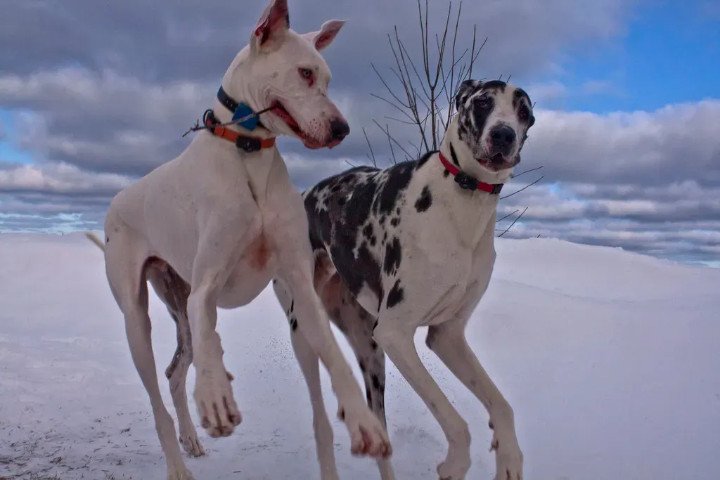 Great Dane (humanesocietyoftheunitedstates, Flickr, CC BY 2.0)