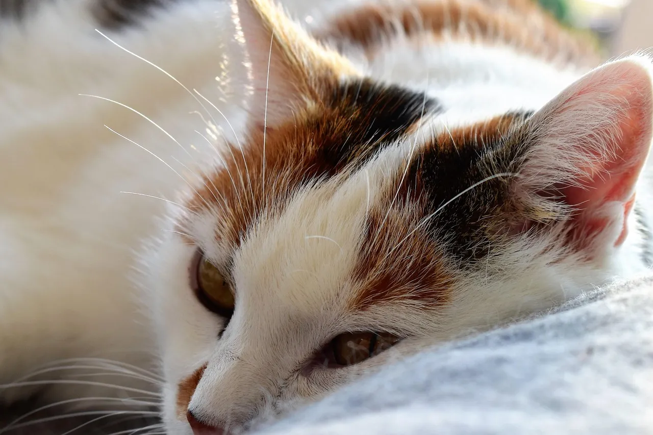#7 - They Press Their Head or Paw Against You While They Sleep (Image Credits: Pixabay)