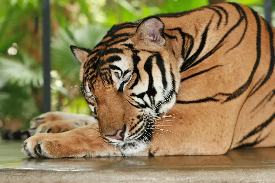Stress and Emotional Distress Manifest in Recognizable Ways (Image Credits: Unsplash)