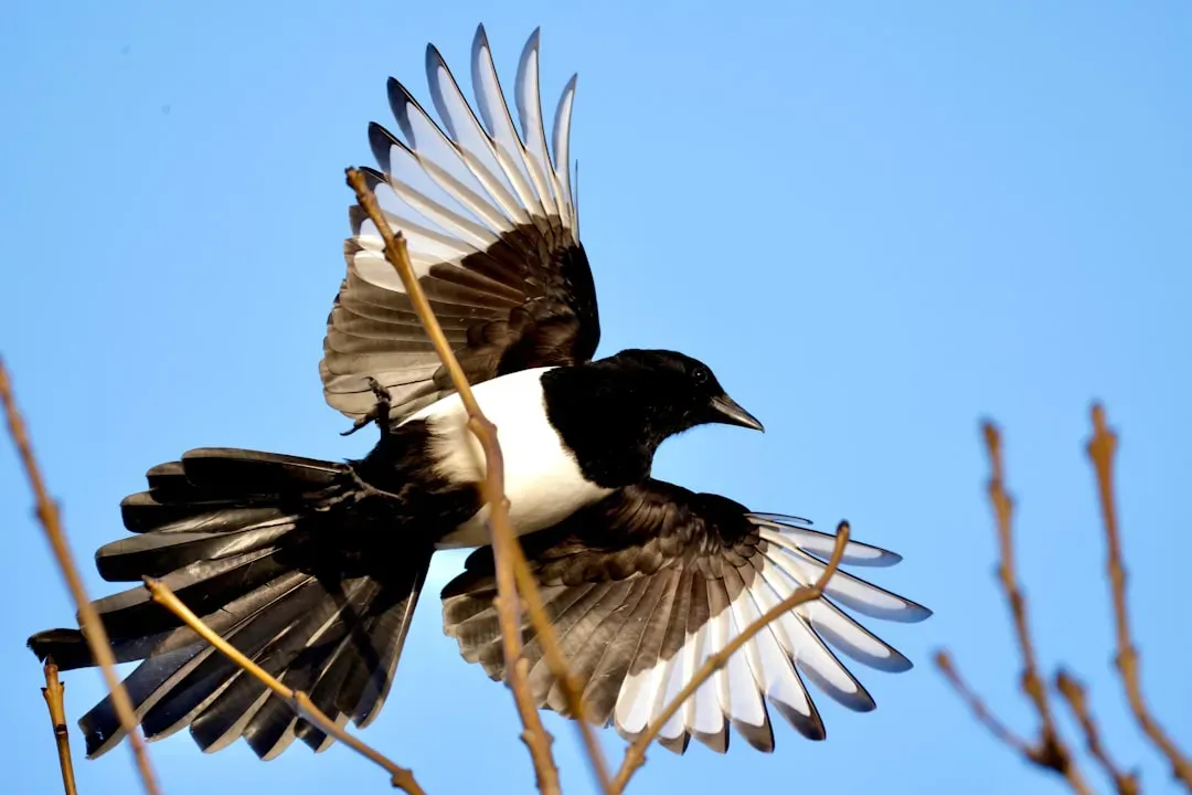 The Magpie's Real World Behaviors (Image Credits: Unsplash)