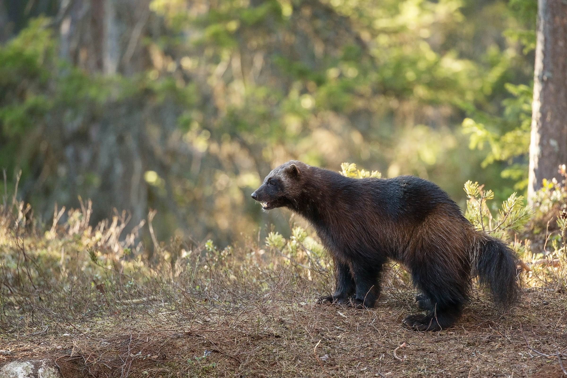 Why Wolverines Travel Hundreds of Miles Without Staying in One Place
